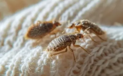 cimex lectularius (диванный клоп)