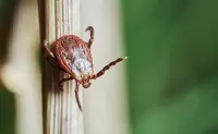 Самые распространённые виды иксодовых клещей